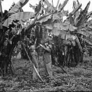 Pod bananom. Foto: Koloman Trčka. Istočna Afrika, 1937–1939. Negativ / Slika 067.